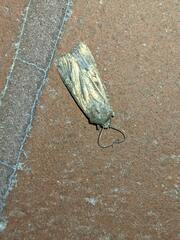 Noctuinae