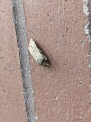 Noctuinae