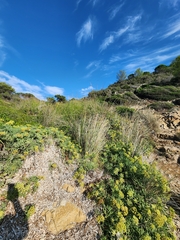 Juncus acutus