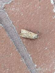 Noctuinae