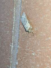 Noctuinae