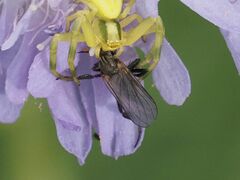 Empis pennipes