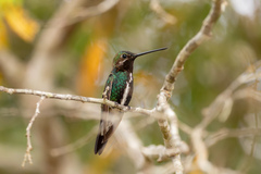 Heliomaster squamosus