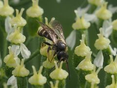Lasioglossum marginatum