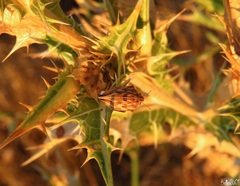 Odontotarsus intermedius