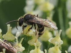 Lasioglossum marginatum
