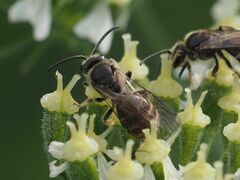 Lasioglossum marginatum