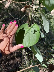 Aristolochia tomentosa
