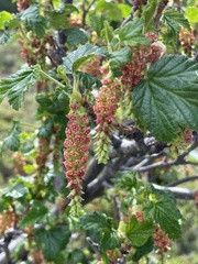 Ribes magellanicum