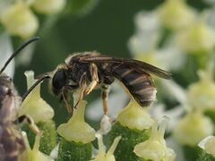 Lasioglossum marginatum