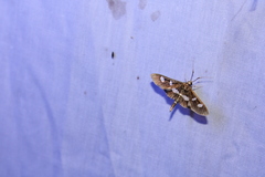 Desmia funeralis