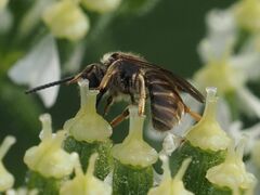 Lasioglossum marginatum