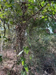 Aristolochia tomentosa