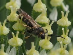 Lasioglossum marginatum