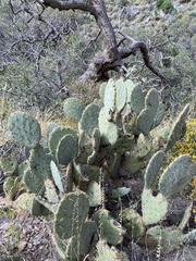Opuntia engelmannii