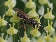 Lasioglossum marginatum