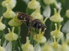 Lasioglossum marginatum