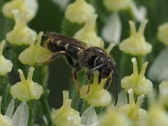 Lasioglossum marginatum