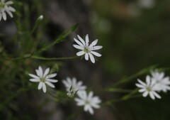 Stellaria pungens