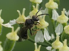 Lasioglossum marginatum