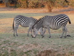 Equus quagga crawshayi