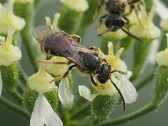 Lasioglossum marginatum