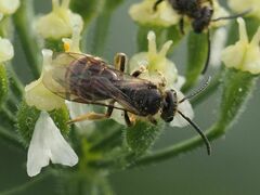 Lasioglossum marginatum