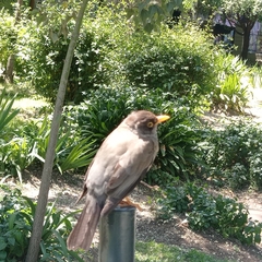 Turdus falcklandii