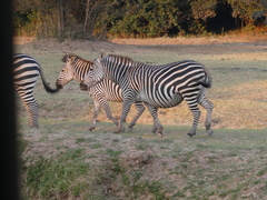 Equus quagga crawshayi