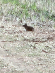 Cavia