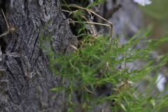 Stellaria pungens