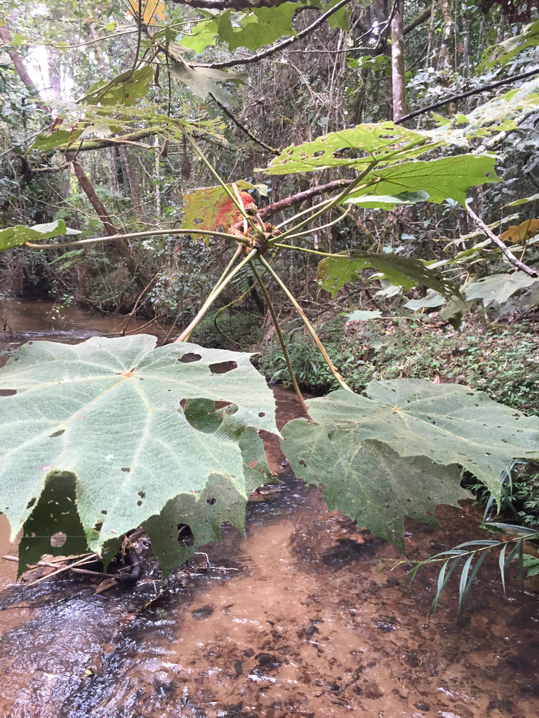 Dombeya biumbellata