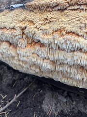 Pycnoporellus alboluteus