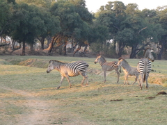 Equus quagga crawshayi