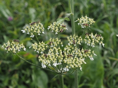 Lasioglossum marginatum