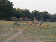 Equus quagga crawshayi