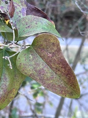 Smilax