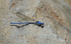 Argia medullaris
