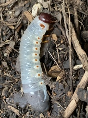 Strategus aloeus
