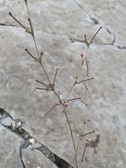 Cyphomeris gypsophiloides