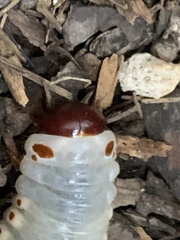 Strategus aloeus
