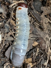 Strategus aloeus