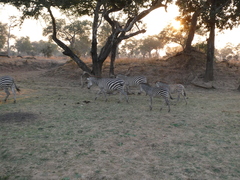 Equus quagga crawshayi