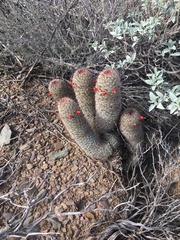 Mammillaria grahamii