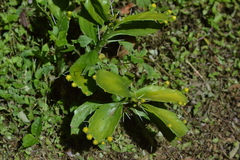 Brasiliopuntia brasiliensis