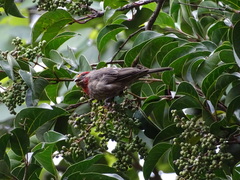 Haemorhous mexicanus