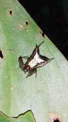 Micrathena plana