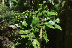 Brasiliopuntia brasiliensis