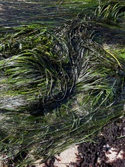 Zosteraceae