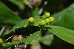 Brasiliopuntia brasiliensis